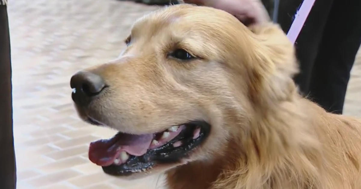Daniel, The Golden Retriever Who Shined At Westminster Show, Receives