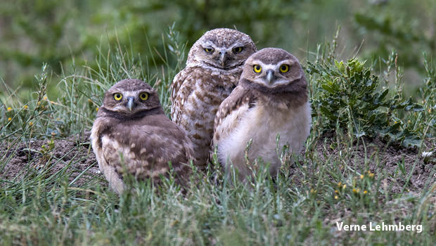 burrowing-owl-with-two-chicks-verne-lehmberg-620.jpg 
