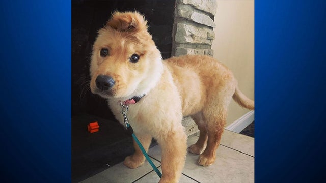 rae_the-one-eared_puppy.jpg 