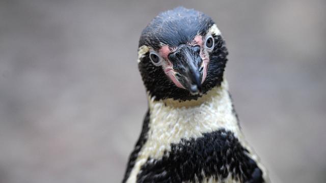 BRITAIN-ZOO-OFFBEAT-STOCKTAKE-ANIMAL 