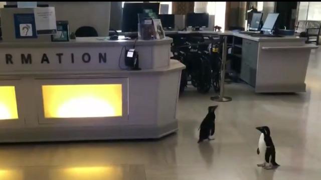 cbsn-fusion-penguins-wander-empty-chicago-aquarium-during-coronavirus-closure-thumbnail-457619-640x360.jpg 