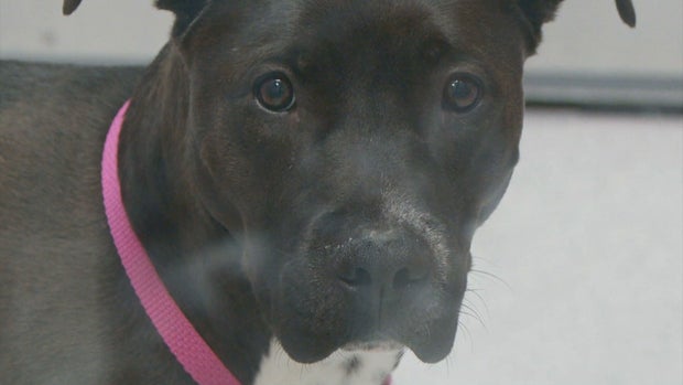 PET ADOPTIONS 5PKG.transfer_frame_0 