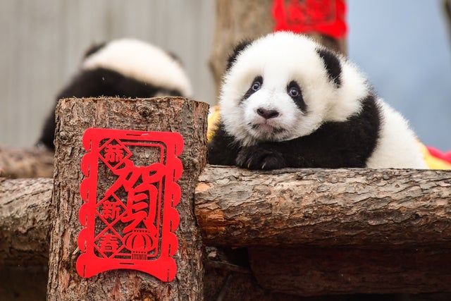 CHINA-LUNAR-NEW YEAR-ANIMALS 