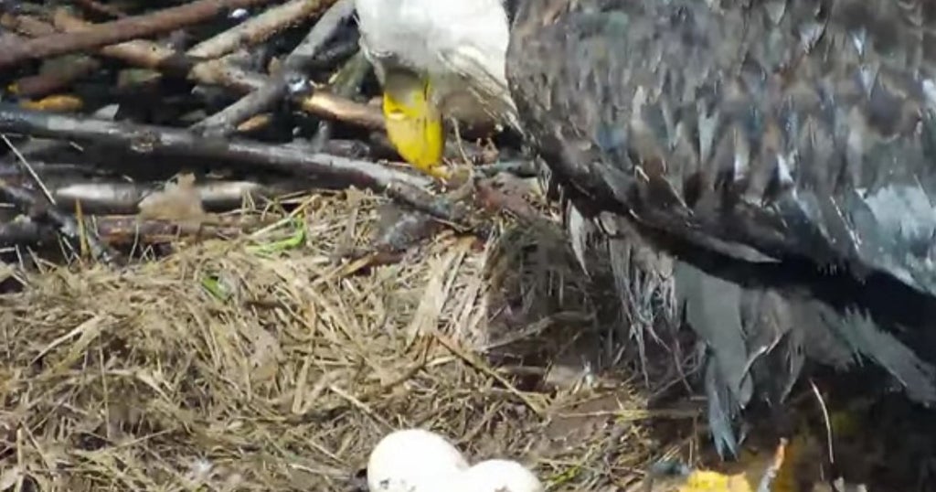 An Egg In The Hays Bald Eagle Nest Is Hatching CBS Pittsburgh