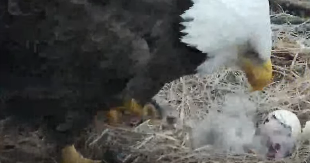 Second Egg In Hays Bald Eagle Nest Hatches - CBS Pittsburgh