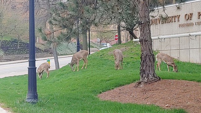 deeronpittcampus.jpg 