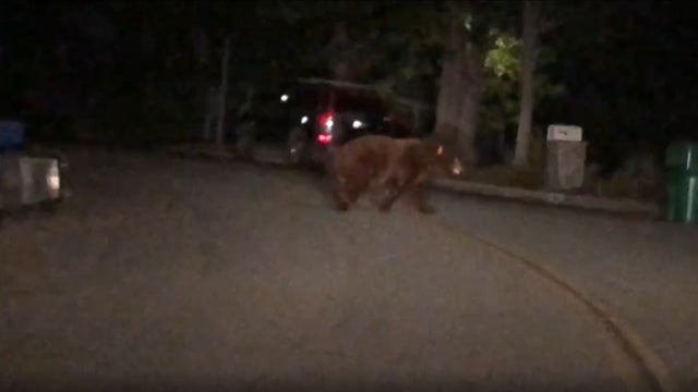 arcadia-bear.jpg 