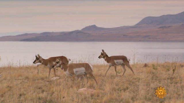 smnatureantelopeisland-2050514-640x360.jpg 