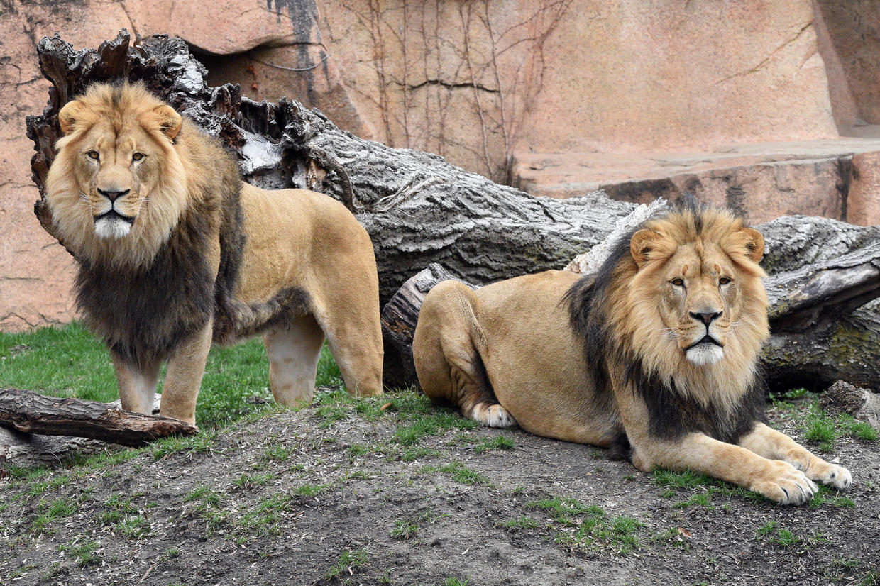 Lions Brutus And Titus Arrive At Brookfield Zoo - CBS Chicago