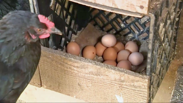 Tamasso-Ranch-eggs.jpg 