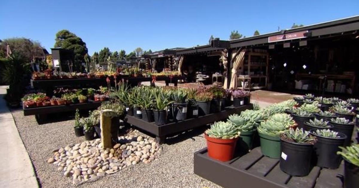 Victory Gardens For The Pandemic Cbs News