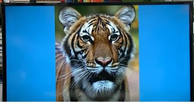 Tiger at Bronx Zoo tests positive for coronavirus - CBS News