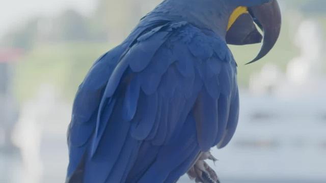 Macaw.jpg 