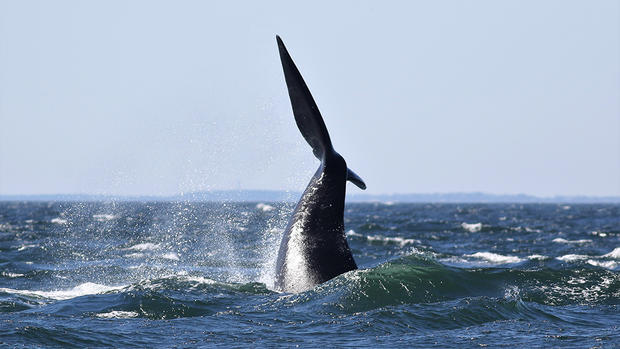 right whale tail 