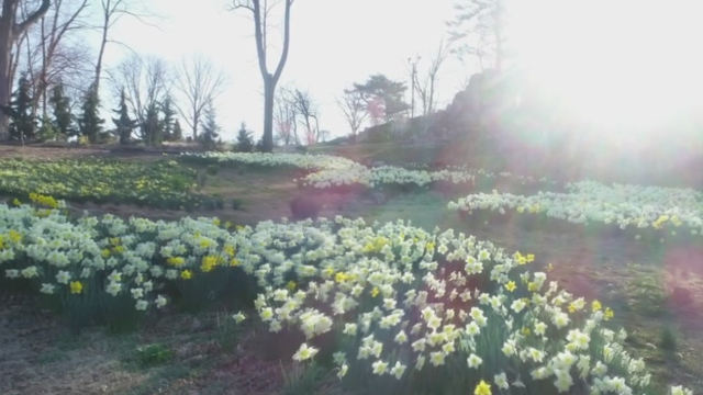 Yonkers-daffodils.png 