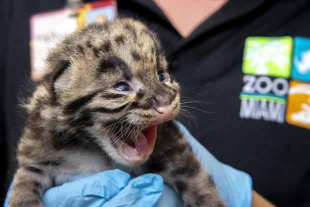Zoo Miami Baby Cloud Leopard 