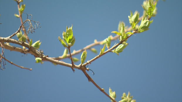 ALLERGY SYMPTIONS.transfer_frame_175 