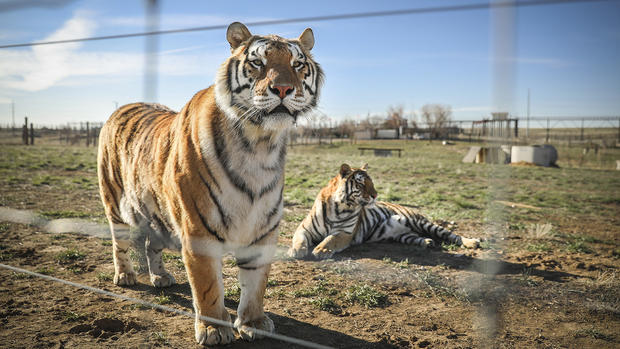 Wild Animal Sanctuary In Colorado Home To Almost 40 Tigers From Wildly Popular Documentary Of Joe Exotic "Tiger King" 