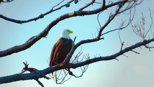 sm-x-nature-baldeagles-forweb00-2054559-640x360.jpg 