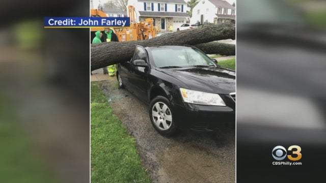 delaware-county-tree-on-car.jpg 