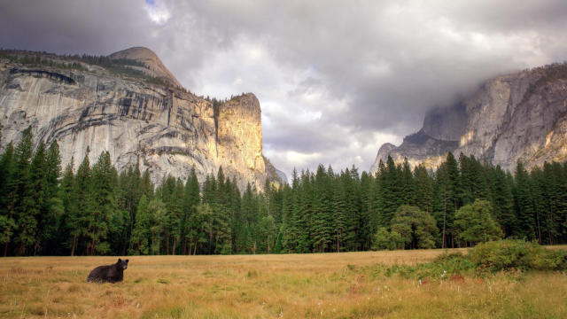 black bear in Yosemite valley 