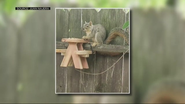 squirrel-table.jpg 