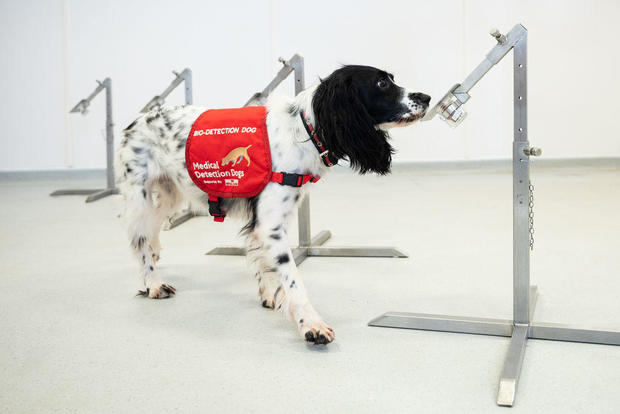 Medical Detection Dogs Are Being Re-trained To Help Identify Covid-19 