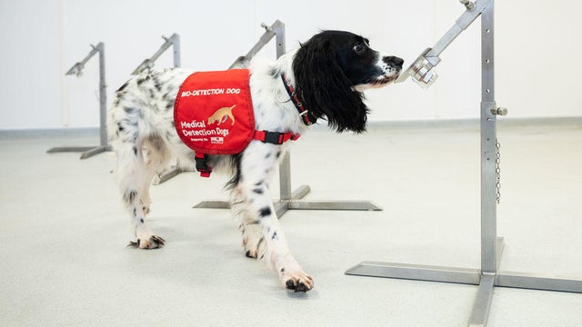 Medical Detection Dogs Are Being Re-trained To Help Identify Covid-19 