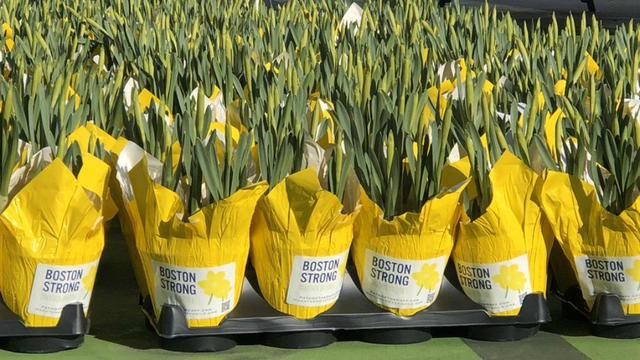 daffodils-1.jpg 