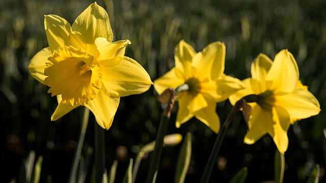 daffodils.jpg 