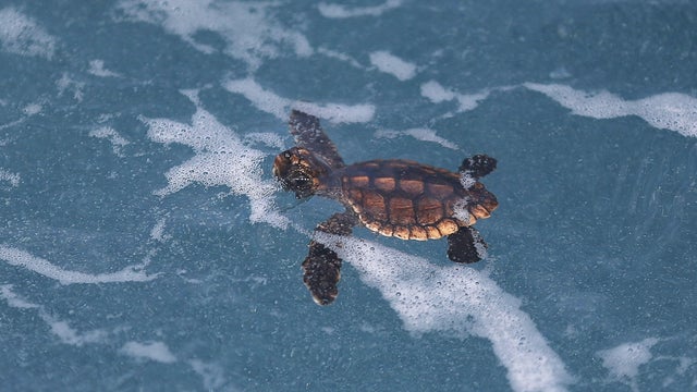 Hundreds Of Sea Turtles Hatchlings Are Released Into Atlantic Ocean 