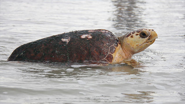 sea-turtle.jpg 