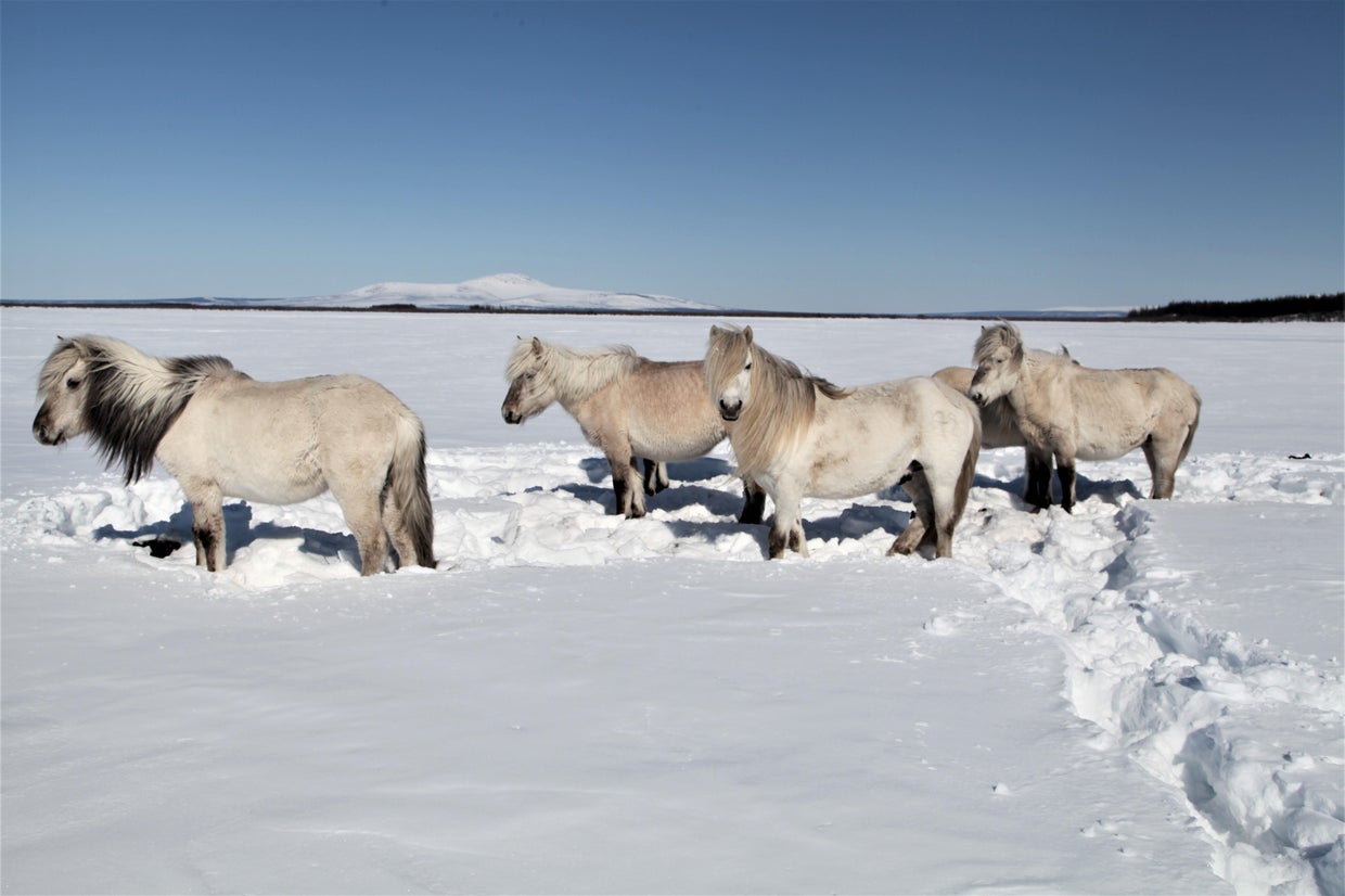 Releasing herds of animals into the Arctic could help fight climate change, study finds CBS News