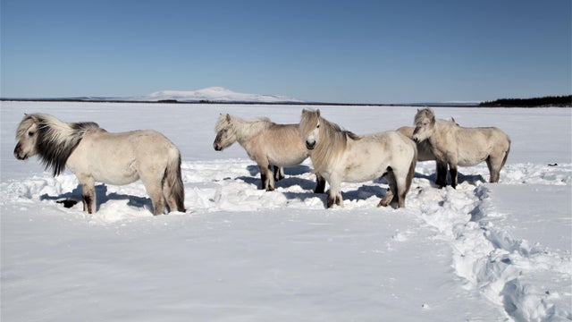 pleistocene-park-herds-of-herbivores-preserve-the-permafrost-even-under-strong-global-warming.jpg 