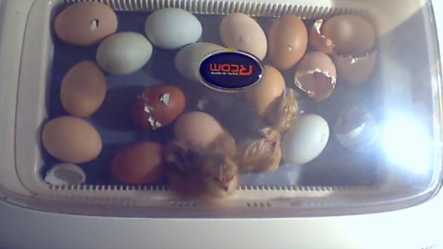 chick-cam-2.jpg 