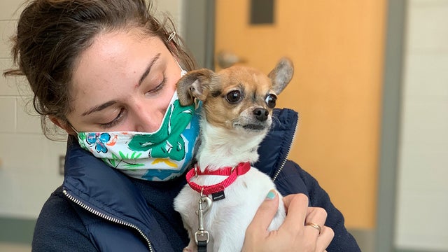 chloe-dog-mspca.jpg 