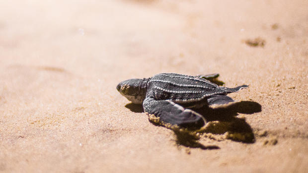 Baby Leatherback Sea Turtle_1115412629 