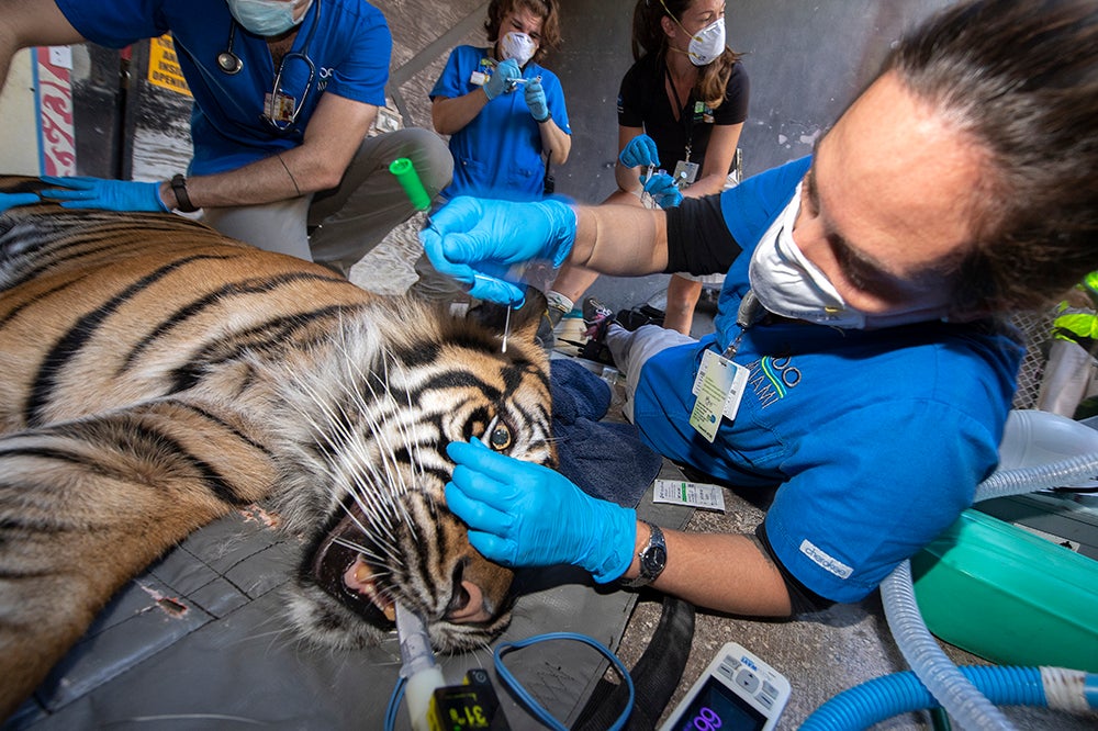 PIX Zoo Miami Tigers Test Negative For COVID19