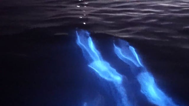 glowing-dolphins.jpg 