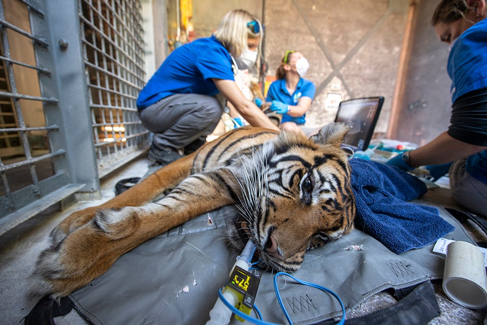 PIX Zoo Miami Tigers Test Negative For COVID19