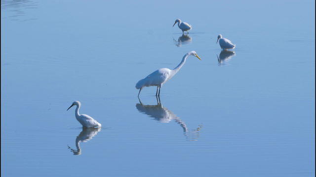 egrets-2059135-640x360.jpg 