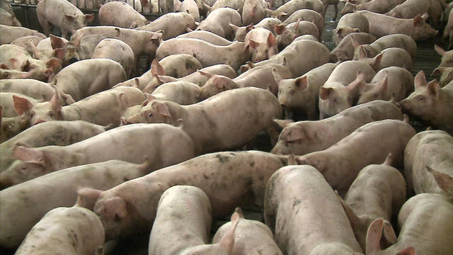 Pork-Pigs-Hogs.jpg 