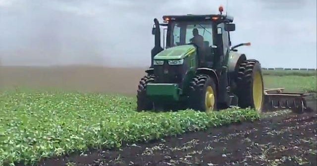 Farmers forced to euthanize livestock as coronavirus strikes food ...