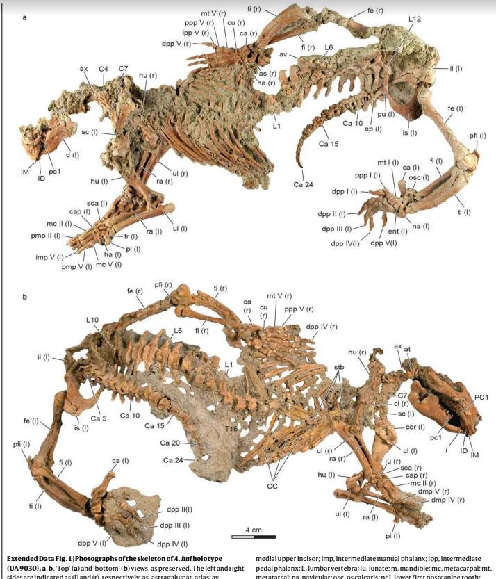 Newly-Identified Prehistoric Mammal Has Features Never Seen Before