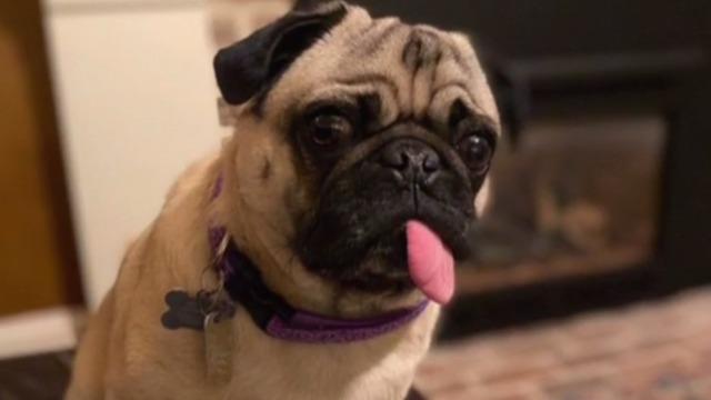 cbsn-fusion-north-carolina-pug-becomes-first-dog-in-us-to-test-positive-for-coronavirus-thumbnail-476553-640x360.jpg 