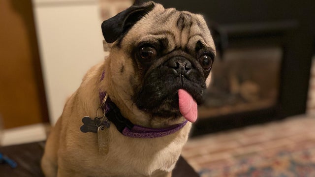 cbsn-fusion-north-carolina-pug-becomes-first-dog-in-us-to-test-positive-for-coronavirus-thumbnail-476553-640x360.jpg 