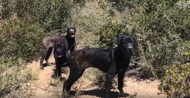 3 Mastiffs Rescued After Spending Weeks In The Angeles National Forest 