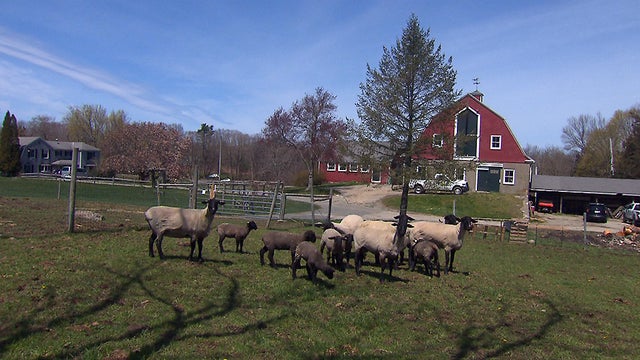 MEAT-COMMUNITY-SUPPORTED-AGRICULTURE-TUCCI-4-29-20-RAW-1_frame_92659.jpg 