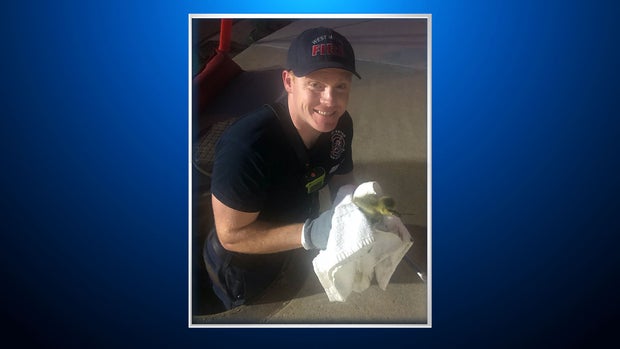 west metro duckling rescue 