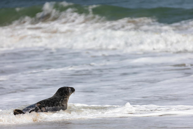 Grey seal Huck Finn is released on Assateague Island | April 29, 2020 